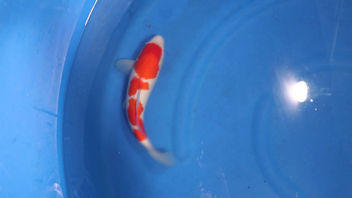 Kohaku | SelectKoi