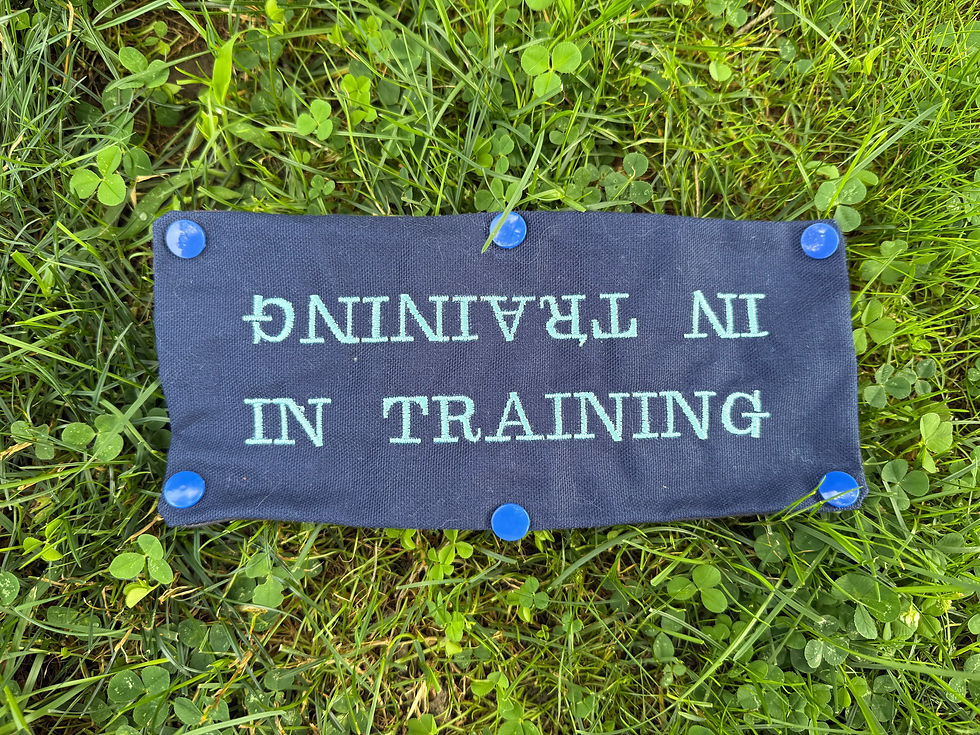 Blue in training leash wrap