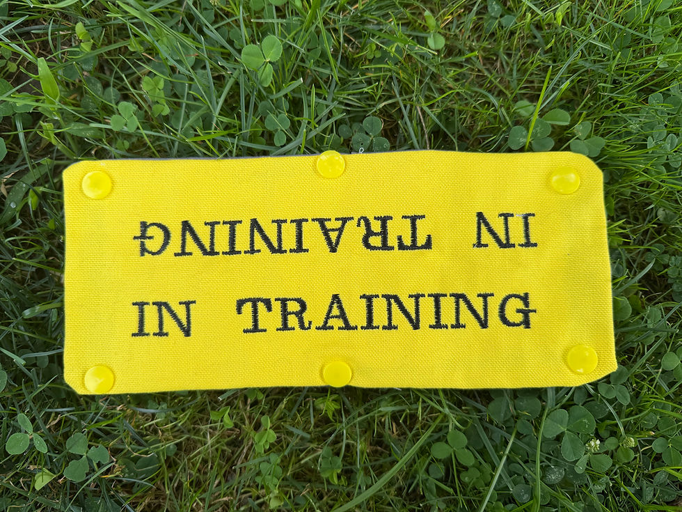 Yellow in training leash wrap