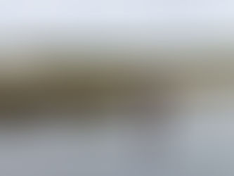 Shrimp Season - shrimps for tea.