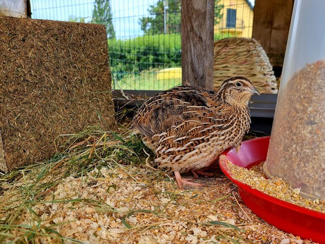 Neuzugang im Hause Niegl