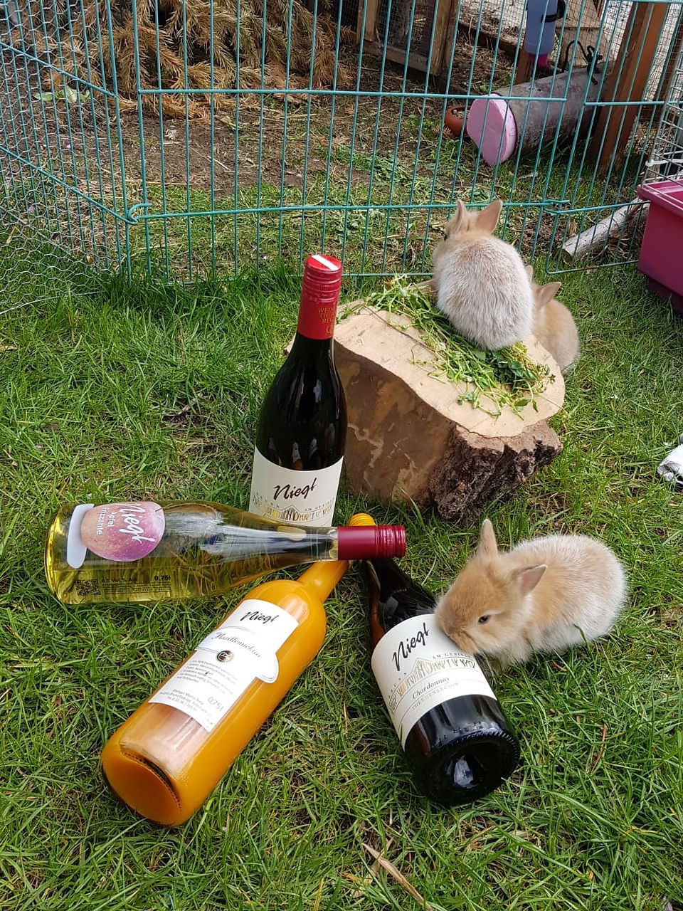 chardonnay-marillennektar-apfelfrizzante
