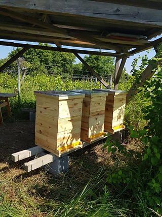 Weingut-Niegl-002