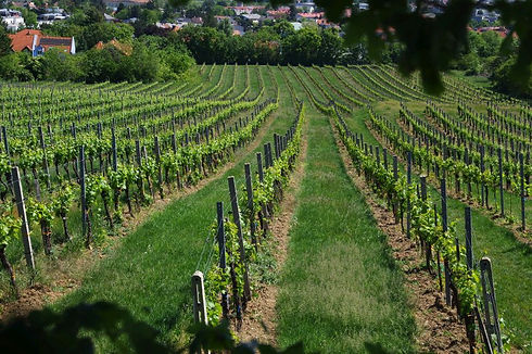 Weingut Niegl – Riede Kaiser in Brunn am Gebirge. Sonnige Lage mit Bio-Reben, die elegante Weißweine und ausdrucksstarke Rotweine hervorbringt.