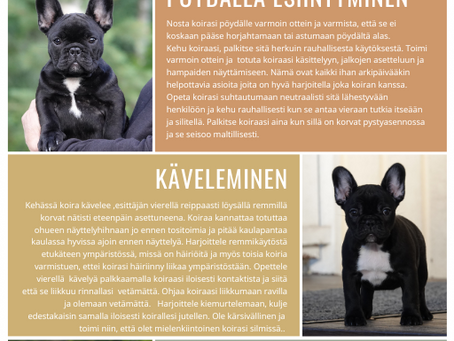 Miten valmistaudun koiranäyttelyyn