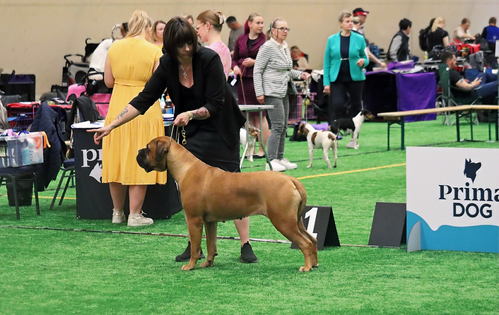 bullmastiffi-kennel-friedrichs-pentuja-kasvattaja-suomi-helga_edited.png