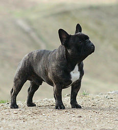 ranskanbulldoggi-kennel-friedrichs-thomas.jpg