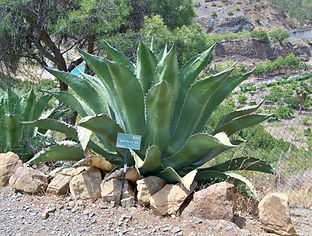 Agave_salmiana_var._ferox.jpg