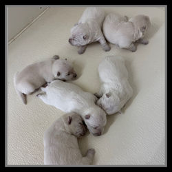 westie6
