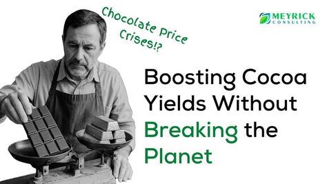 Boosting Cocoa Yields Without Breaking the Planet