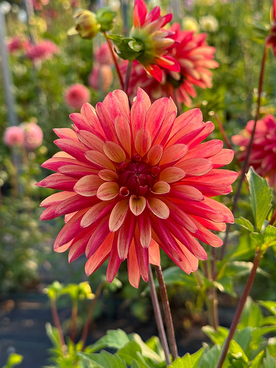 Gitts Crazy | Mack's Creek Farm