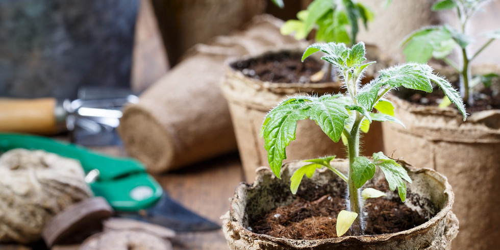 Plant Starts Market