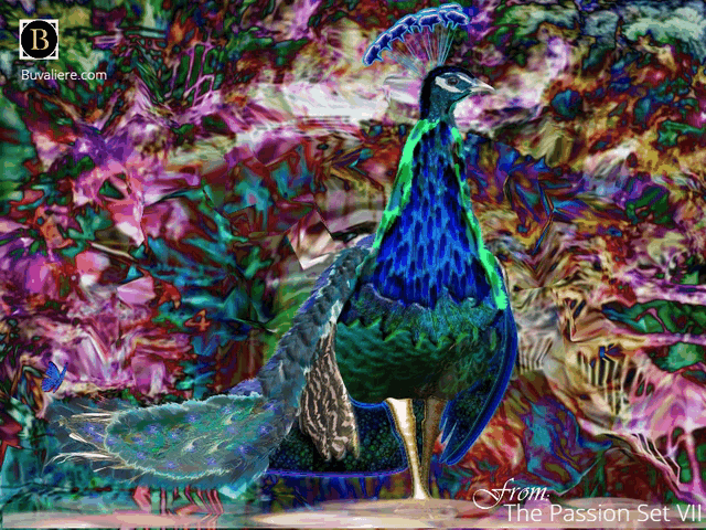 XVI Wondrous World