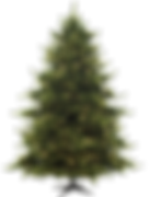 クリスマスパインツリー