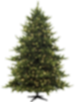 Pinheiro de Natal