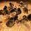 Thumbnail: Baby Chicks