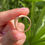 Thumbnail: Heavy Victorian heart signet ring