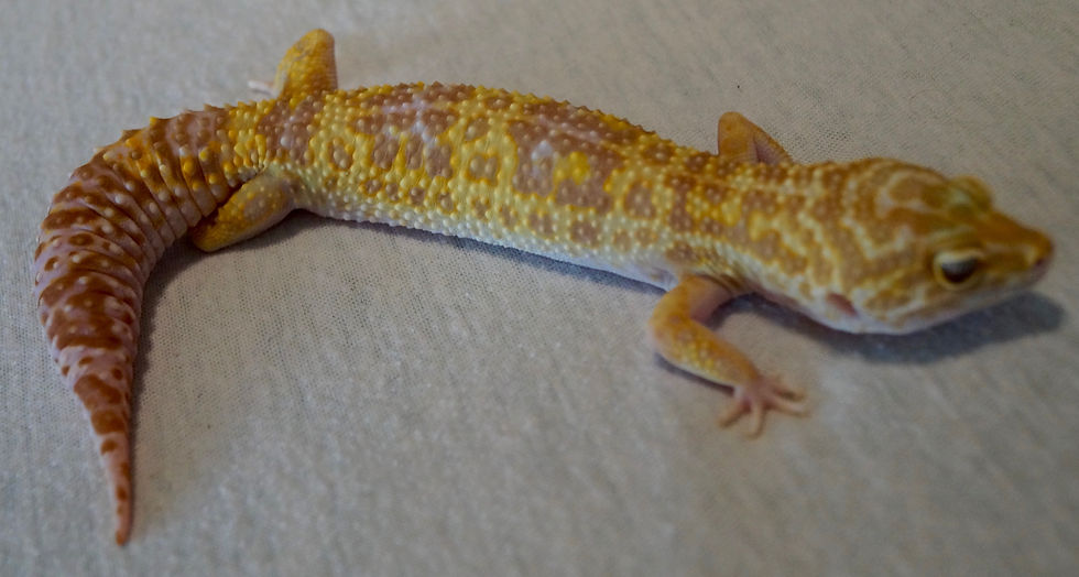 Mack Snow Tremper Albino het. Raptor