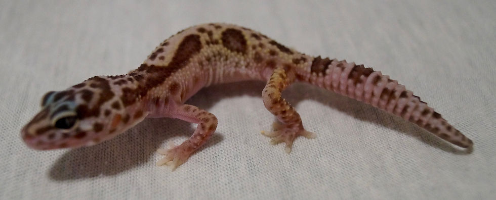 Mack Snow Raptor