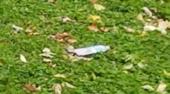 Screenshot 2024-10-26 at 8.11.06 PM.png