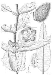 Botanical illustration in pen and ink to be used to illustrate a publication.