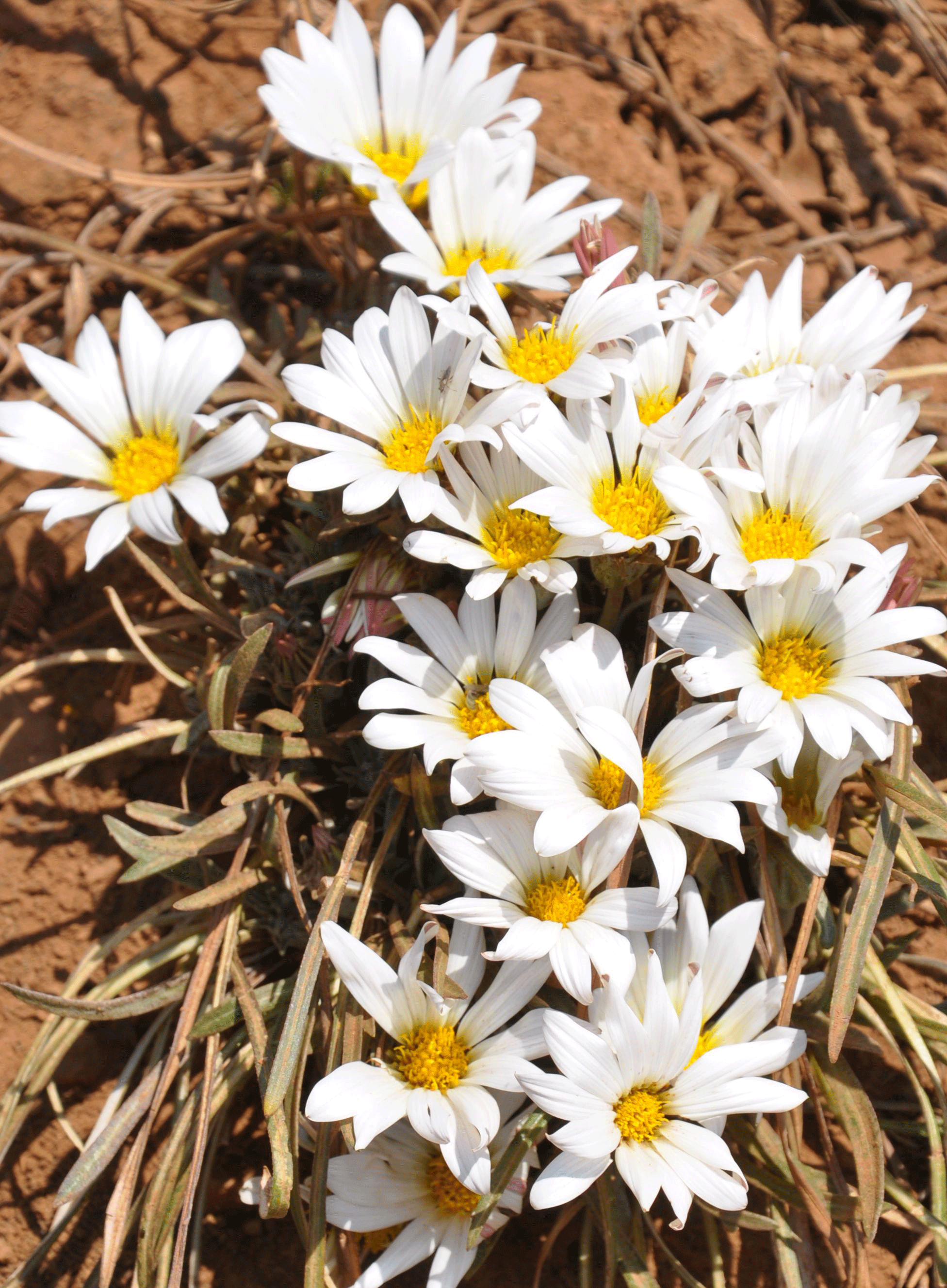 Gazania-krebsiana-ssp.gif