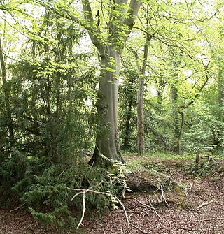 Foret Lorraine.jpg