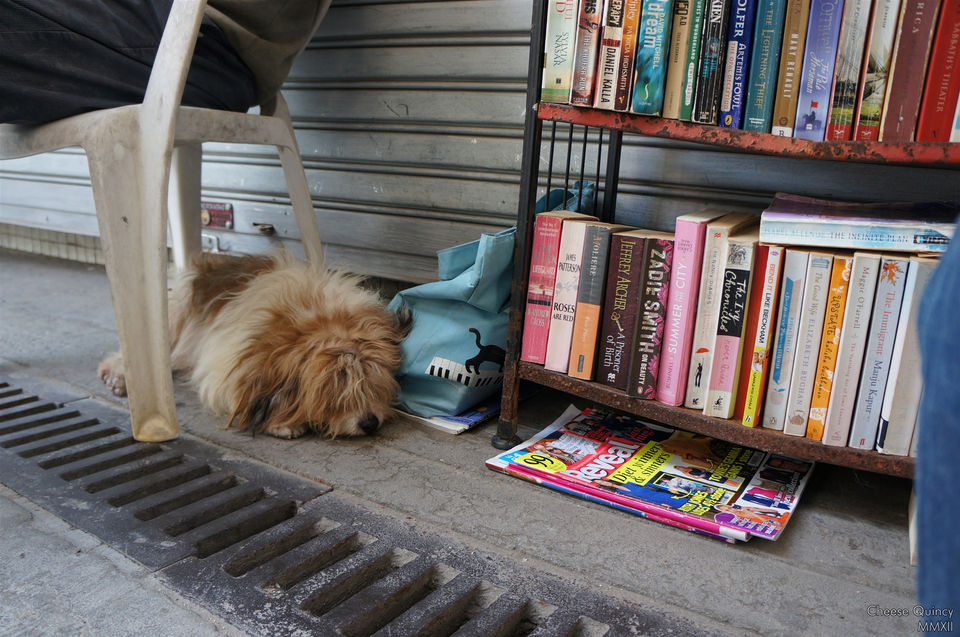Dog with dark and light brown hair sleeping with its eye coverd with hair, near a book shelf with a number of books