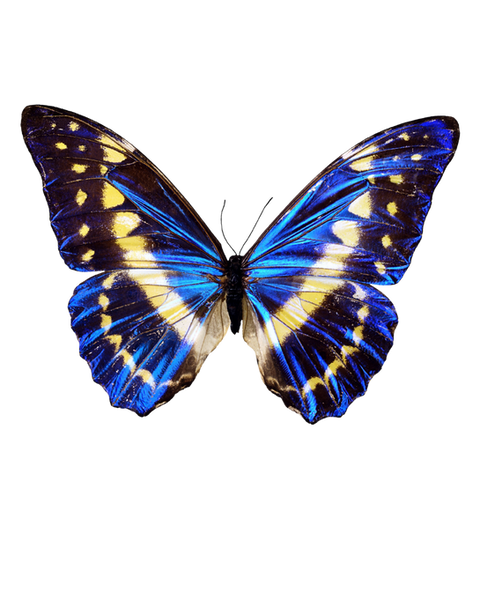 Untitled design (30).png
