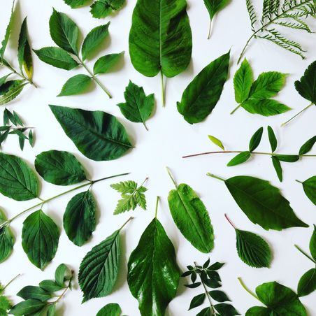 PLANTENASIEL HOUTEN