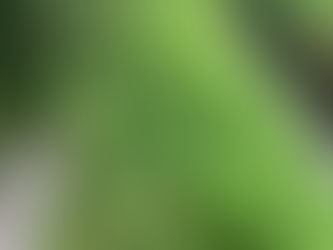 お庭のお手入れ🌱