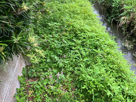 お庭のお手入れ🌱