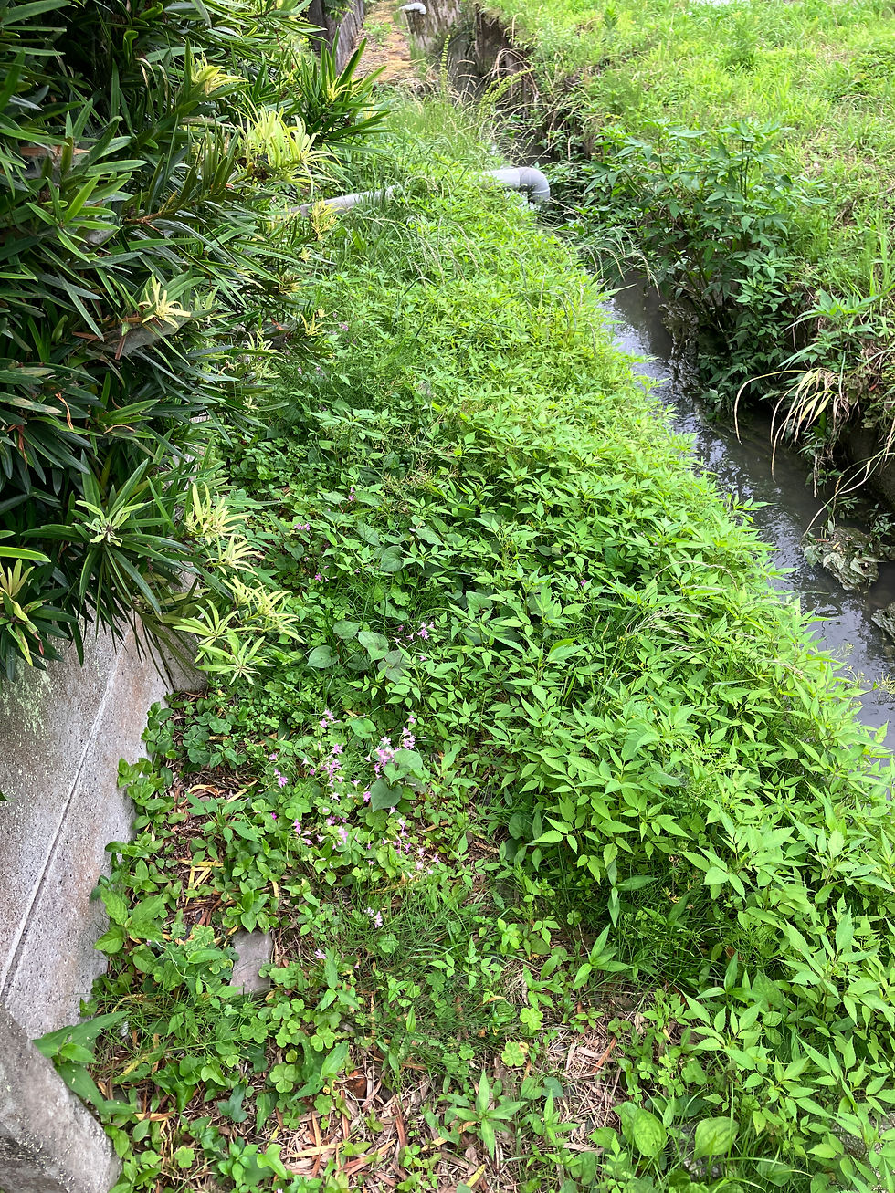 お庭のお手入れ🌱