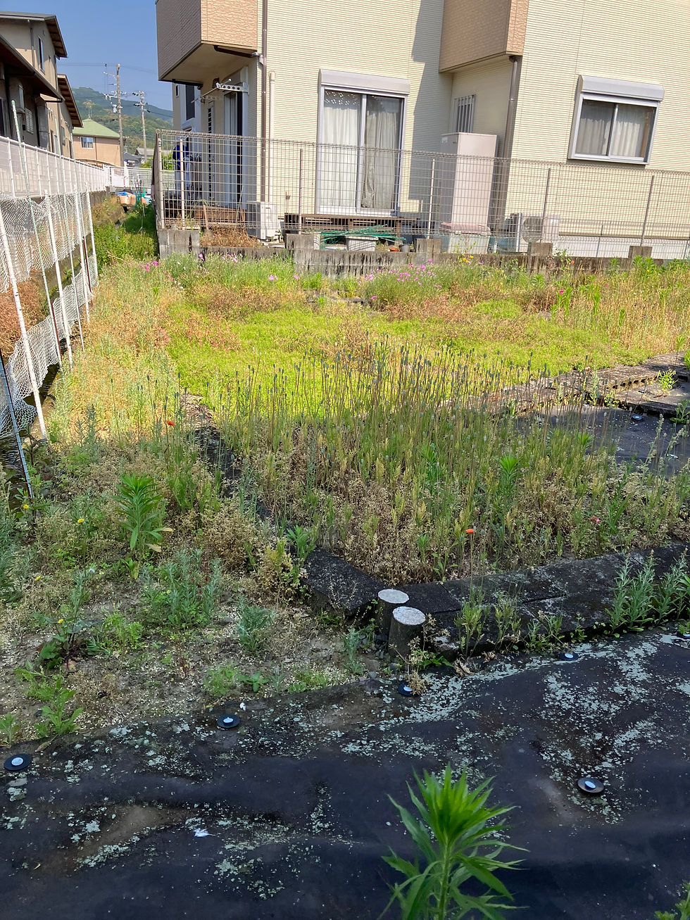 花壇🌷の草刈りと剪定✂️