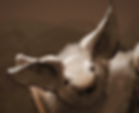 bat 6_edited.png