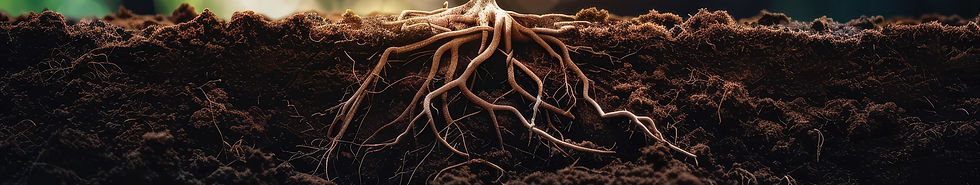 Arbol portada_edited.jpg