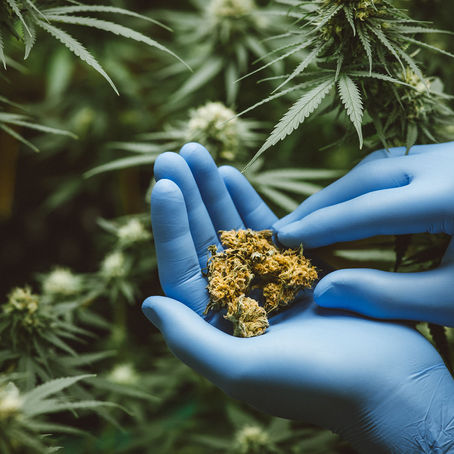 WHY CANNABIS PACKAGING HAS GONE MAINSTREAM