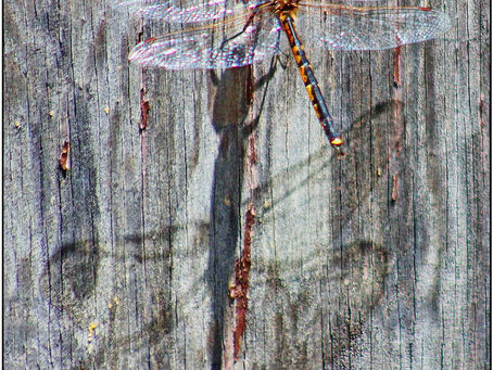 'Shadow of the Dragonfly'