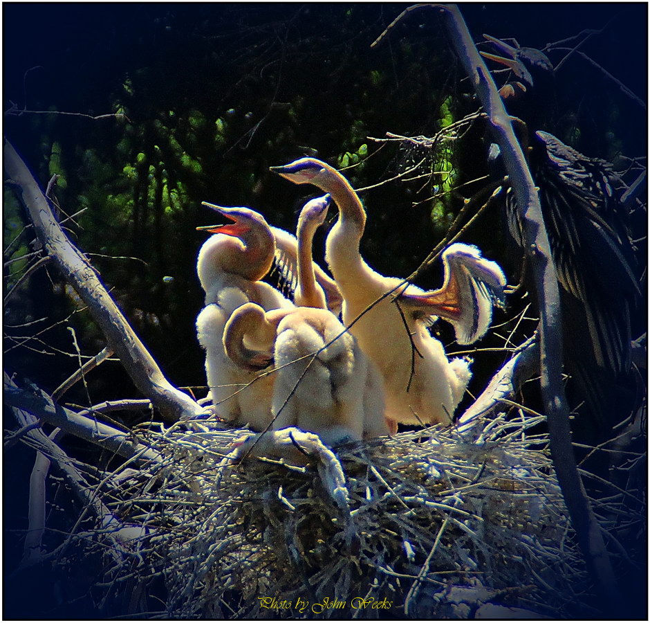 My Photography 001 Darters