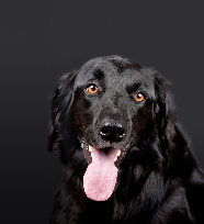 Nos amis les chiens