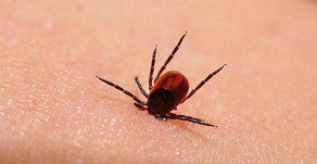 Maladie de Lyme : les députés américains veulent savoir si le Pentagone a exposé la population à des