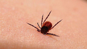 Maladie de Lyme : les députés américains veulent savoir si le Pentagone a exposé la population à des