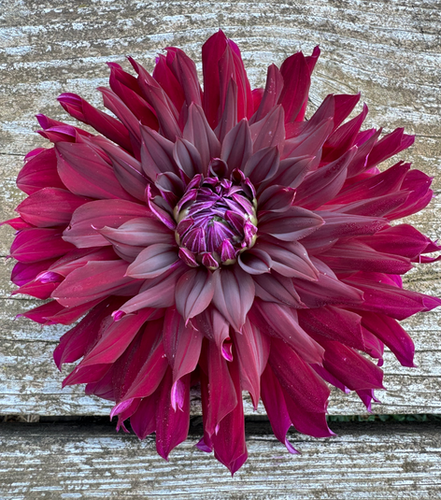 Bee Riples Ripples | Meala Bee Gardens
