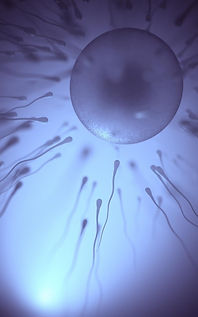 sperm-meets-egg_927082-2309.jpeg