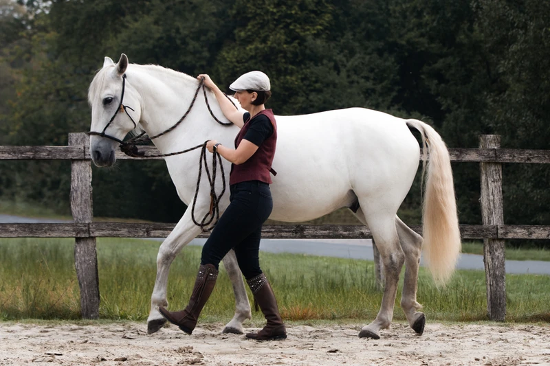 Handarbeit macht Pferd zu gesundem Reitpferd