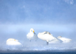 Snow storm