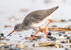 Redshank