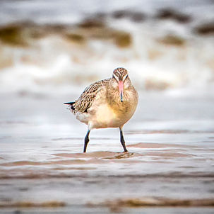 All Content © Copyright 2026 Andrew Hughes Photography