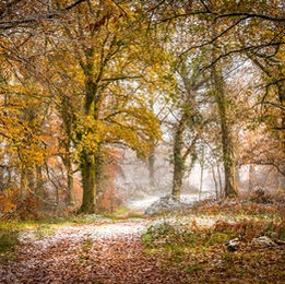 Woodland track, Backswood, © Andrew Hughes Photography.  