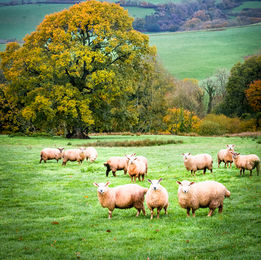 sheep, Backswood, © Andrew Hughes Photography.  